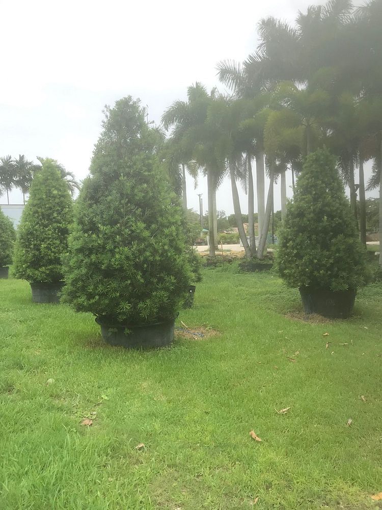 podocarpus-plum-pine