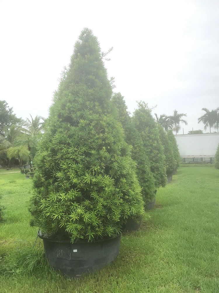 podocarpus-plum-pine