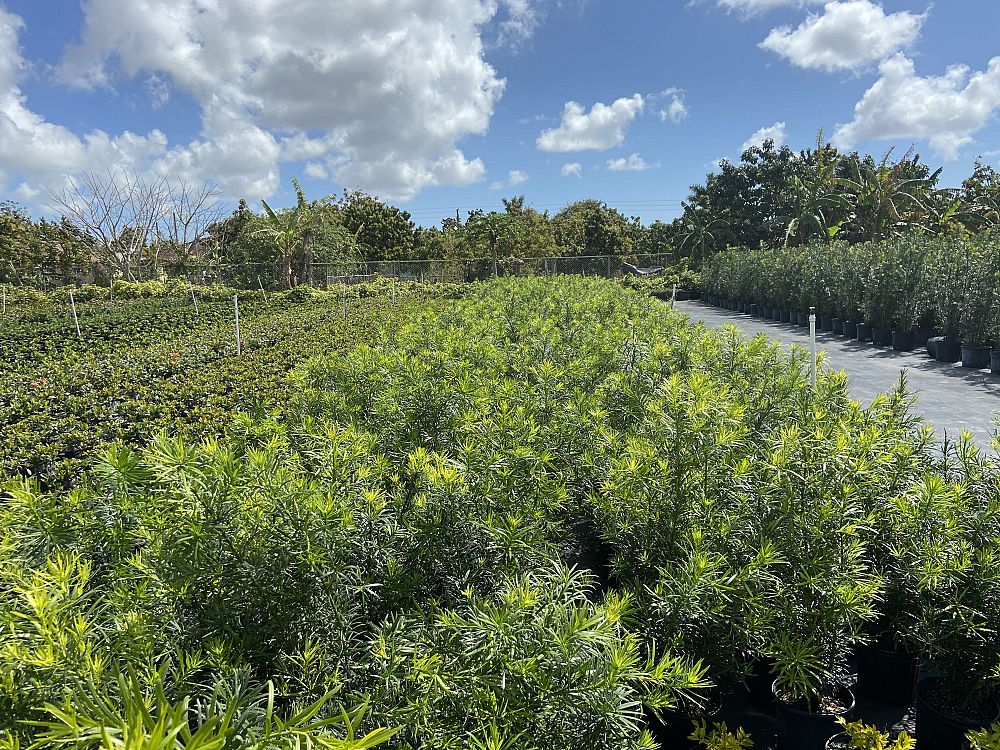 podocarpus-plum-pine