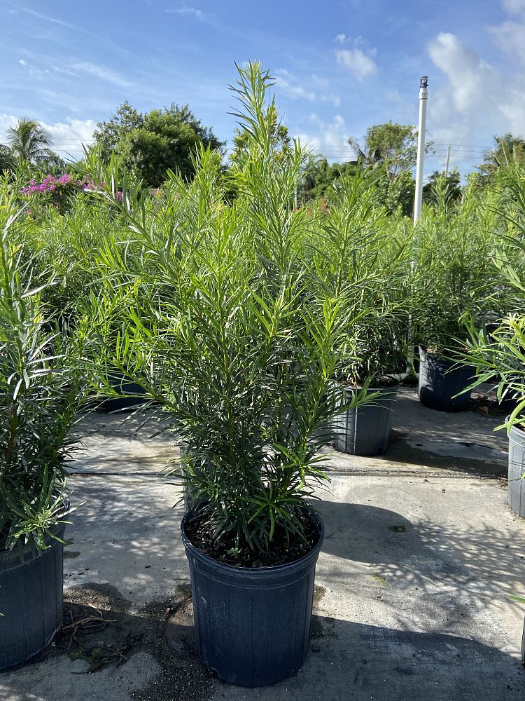 podocarpus-plum-pine