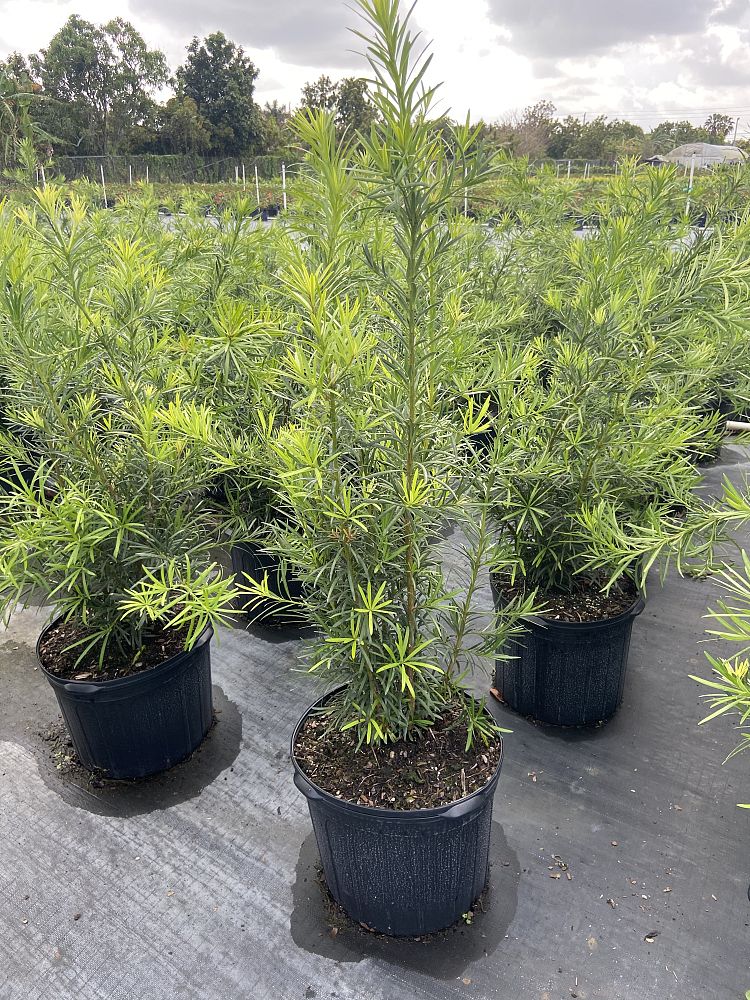 podocarpus-plum-pine