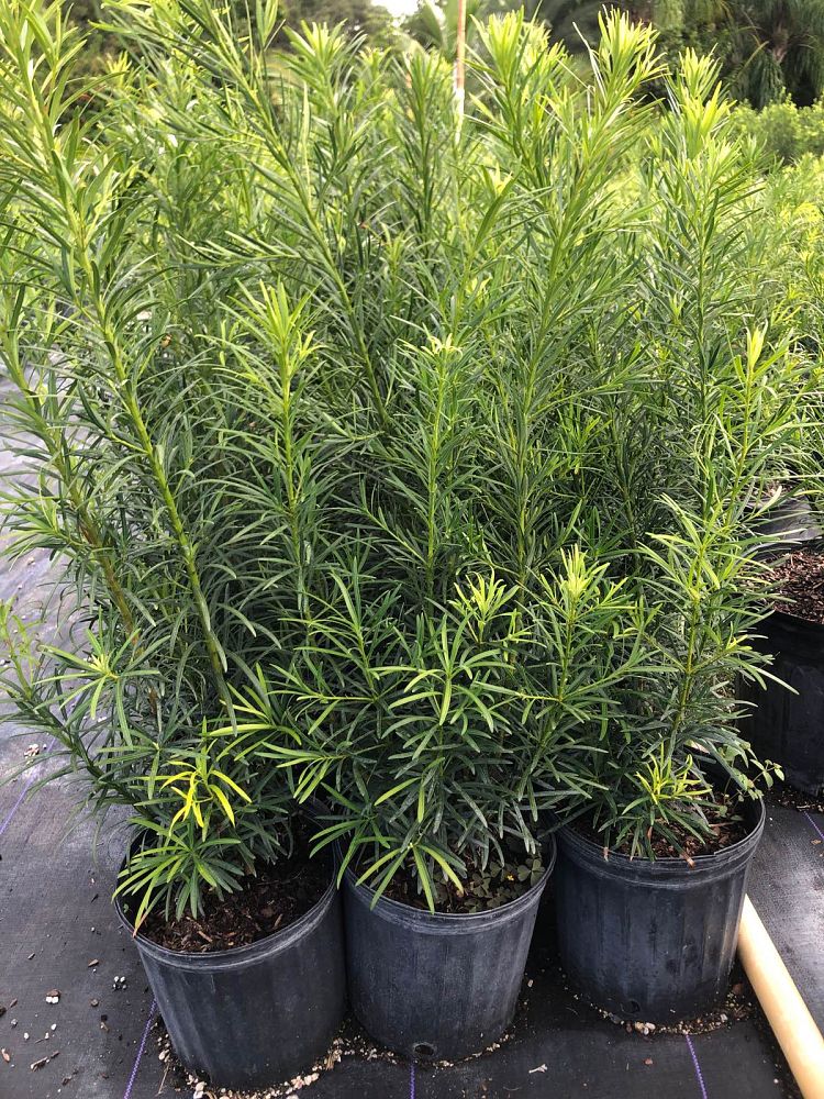 podocarpus-plum-pine