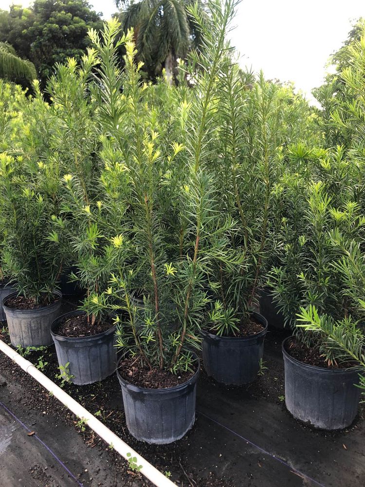 podocarpus-plum-pine
