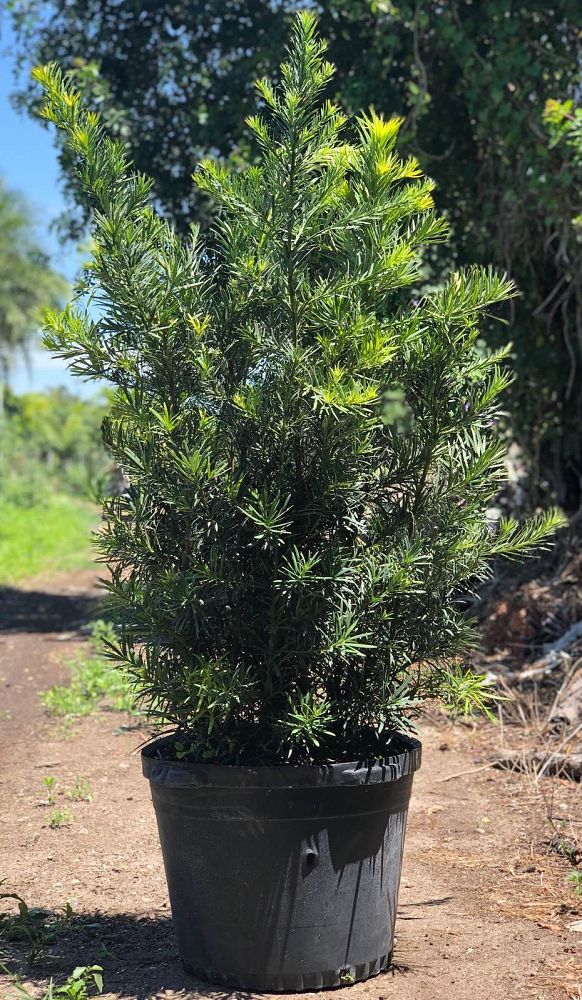 podocarpus-plum-pine