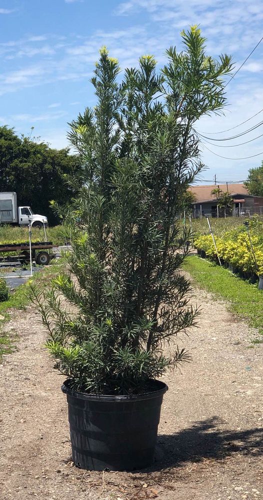 podocarpus-plum-pine