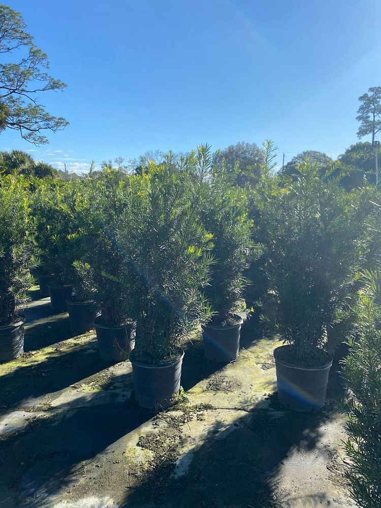 podocarpus-plum-pine