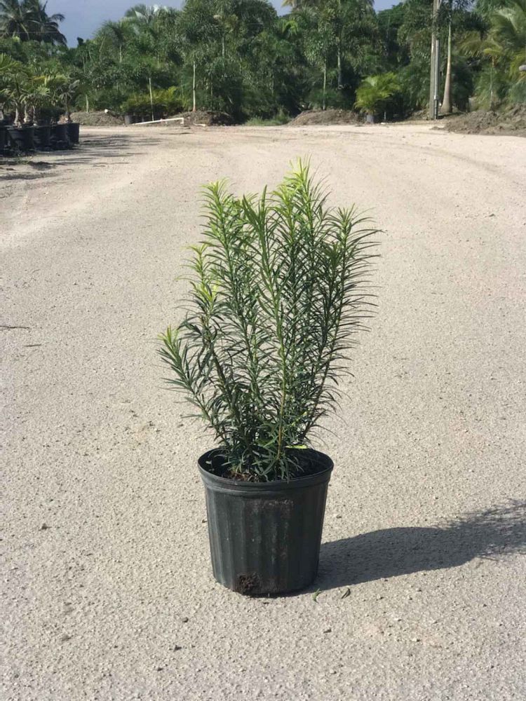 podocarpus-plum-pine