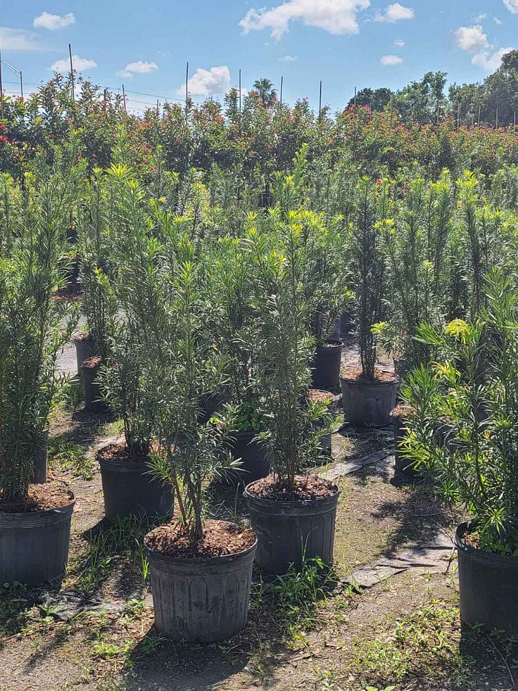 podocarpus-plum-pine