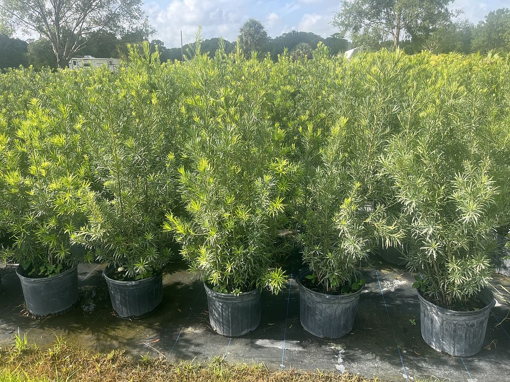 podocarpus-plum-pine