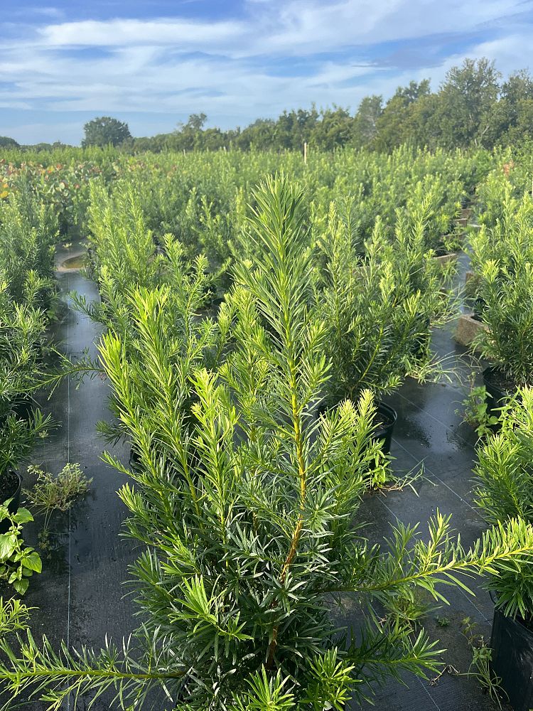 podocarpus-plum-pine