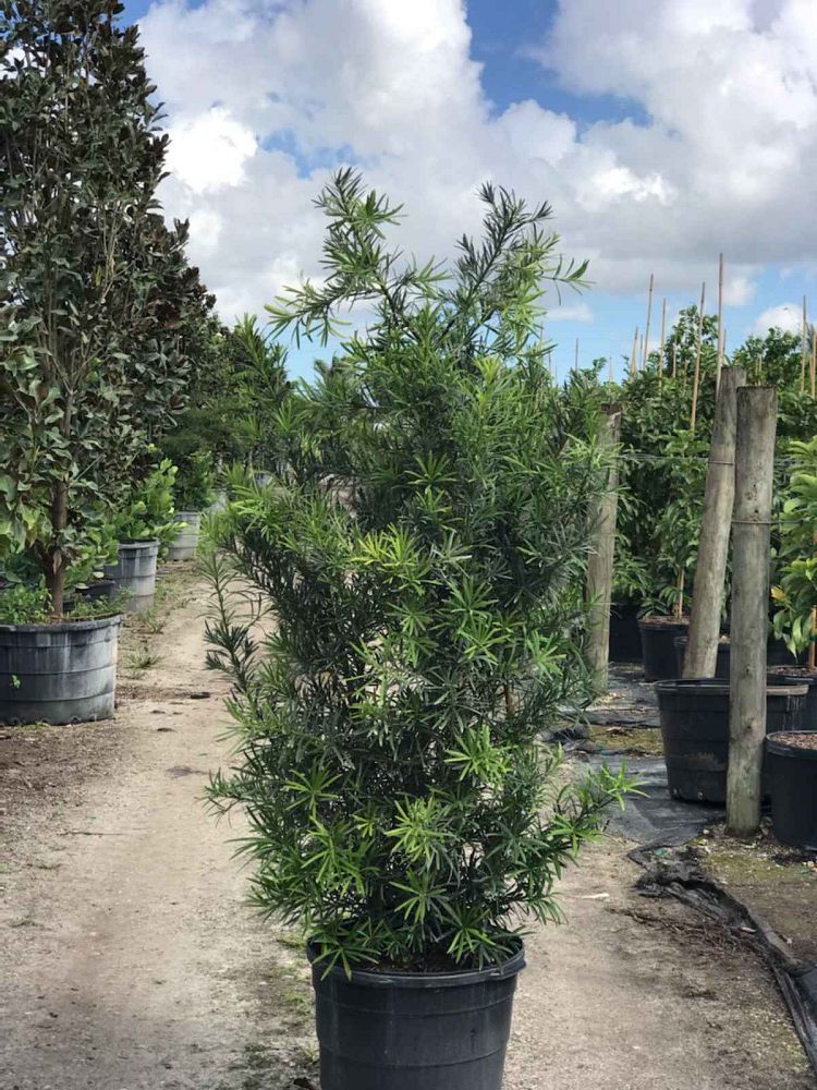 podocarpus-plum-pine