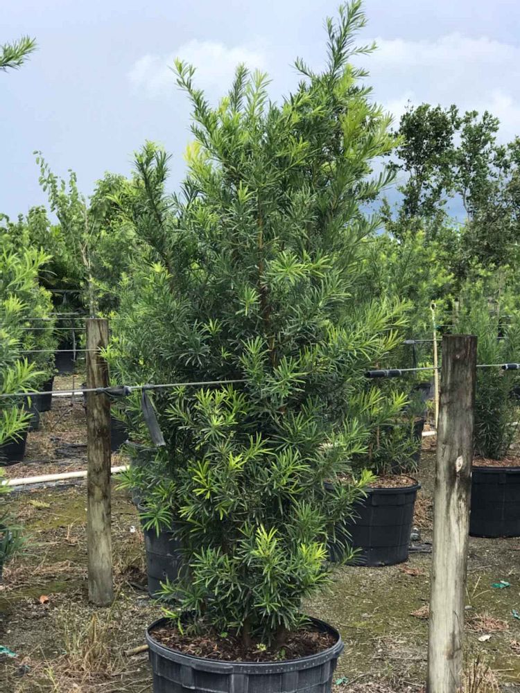 podocarpus-plum-pine