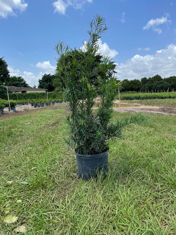 podocarpus-plum-pine