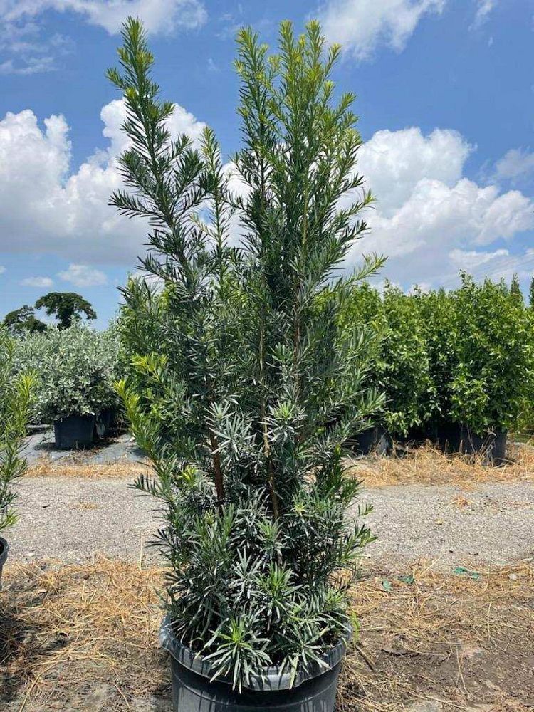 podocarpus-plum-pine