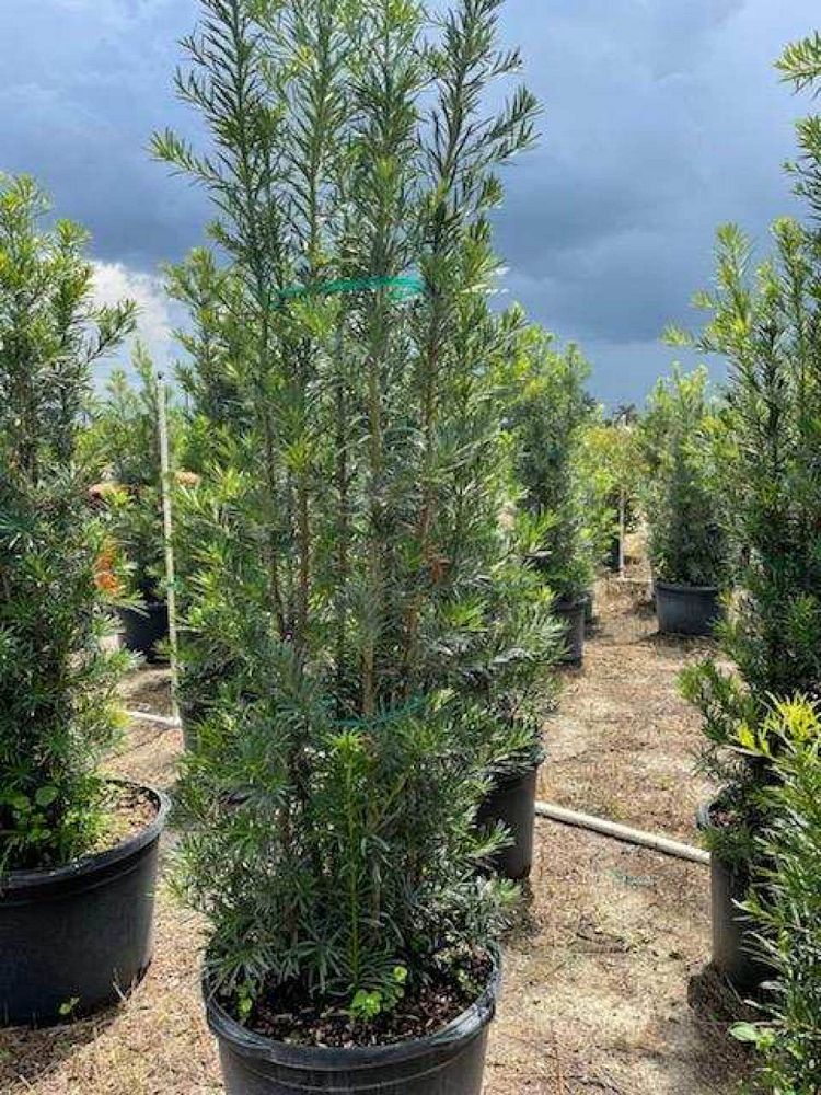 podocarpus-plum-pine