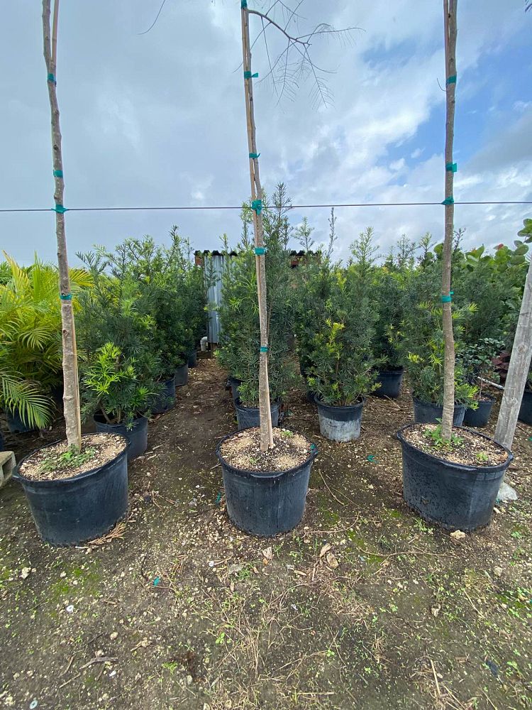 podocarpus-plum-pine