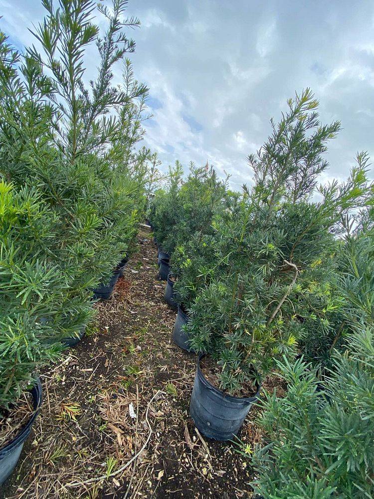 podocarpus-plum-pine