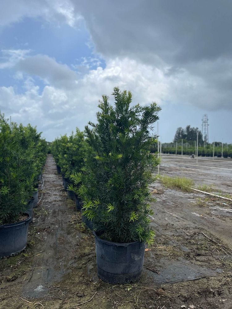 podocarpus-plum-pine