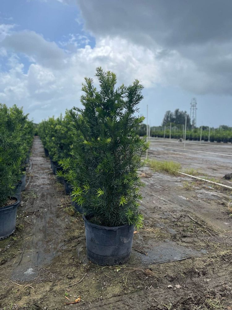 podocarpus-plum-pine