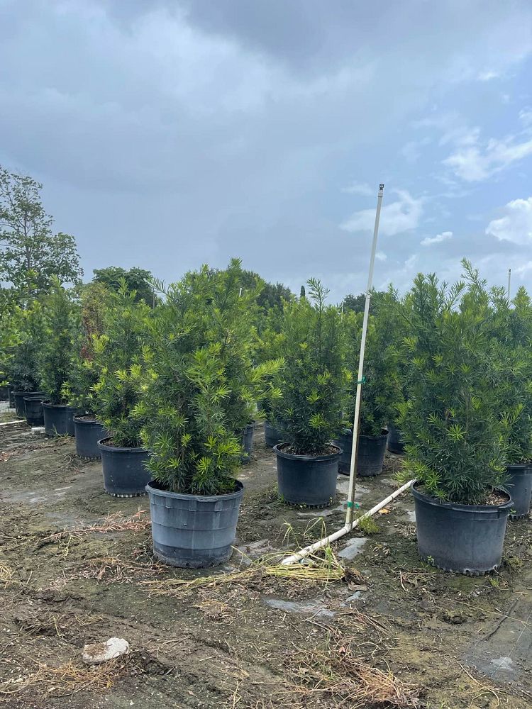 podocarpus-plum-pine