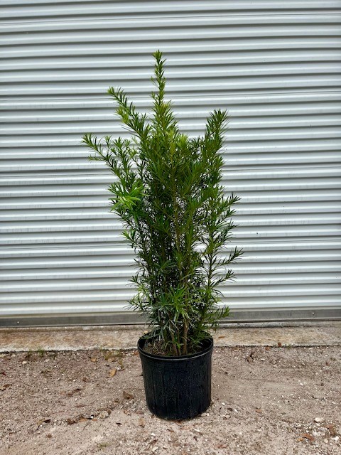 podocarpus-plum-pine