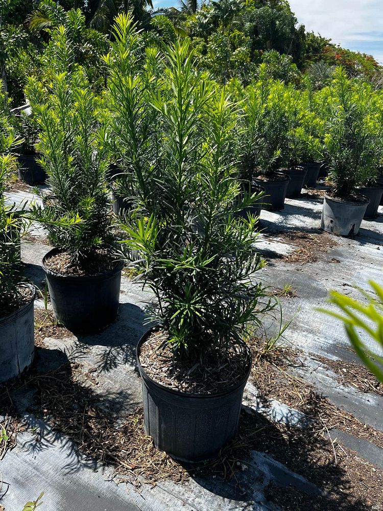 podocarpus-plum-pine