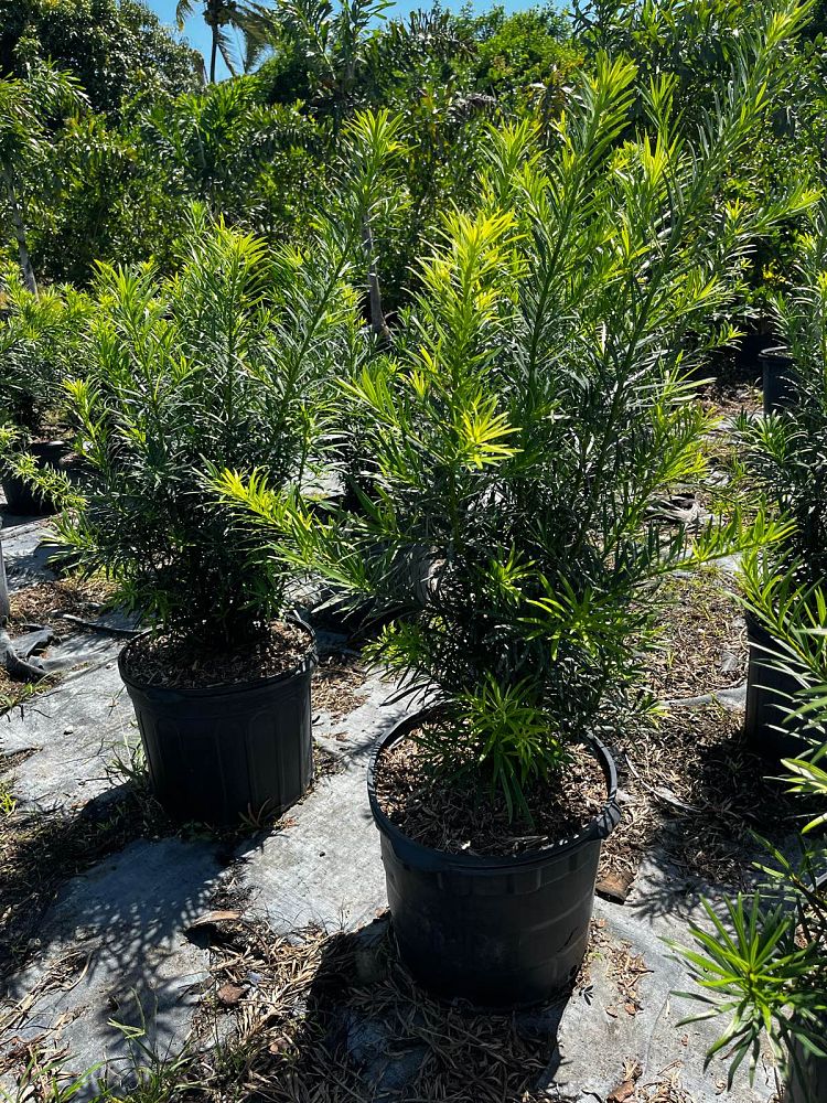 podocarpus-plum-pine