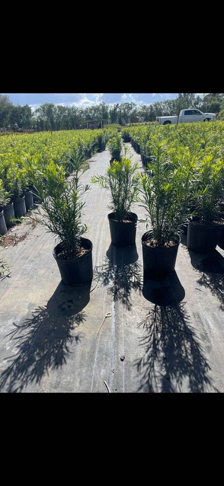 podocarpus-plum-pine