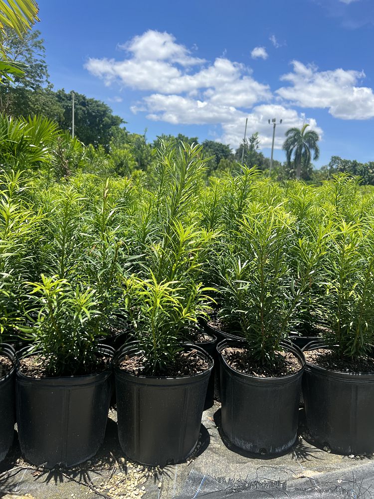 podocarpus-plum-pine