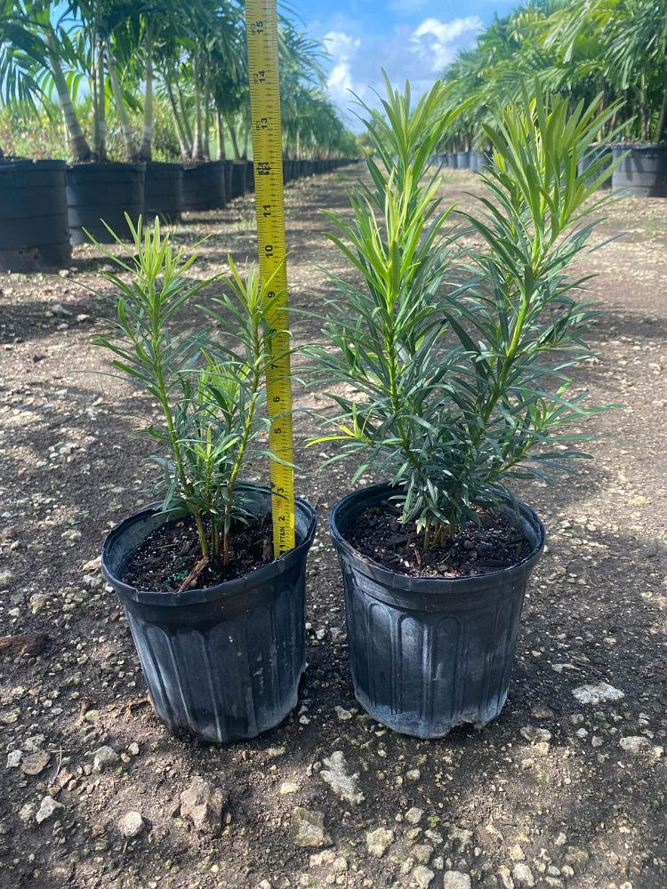 podocarpus-plum-pine