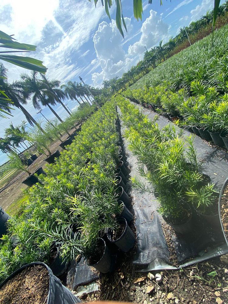 podocarpus-plum-pine