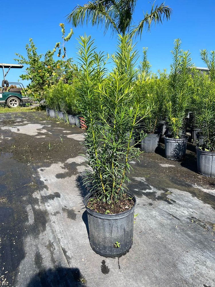 podocarpus-plum-pine