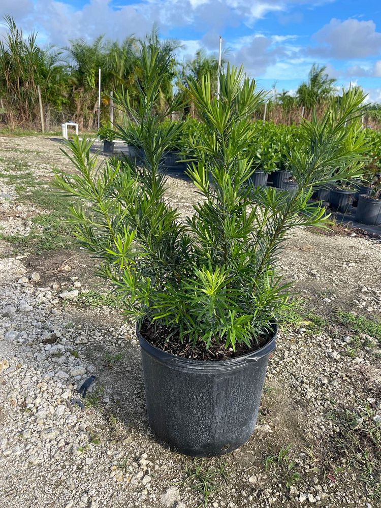 podocarpus-plum-pine