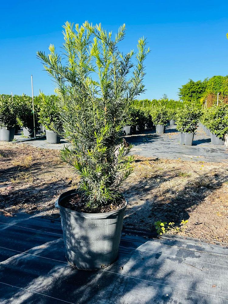 podocarpus-plum-pine