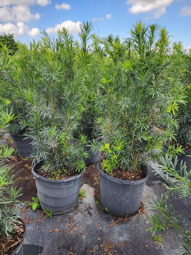 podocarpus-plum-pine
