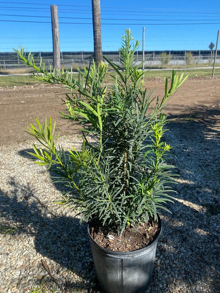 podocarpus-plum-pine