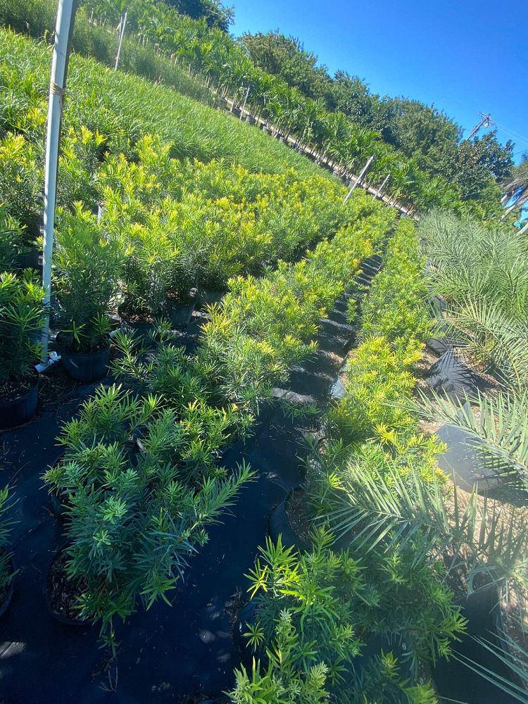 podocarpus-plum-pine