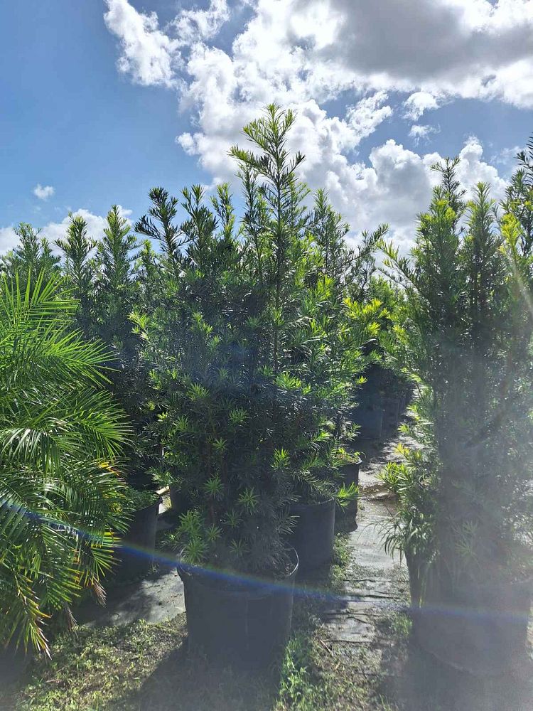 podocarpus-plum-pine