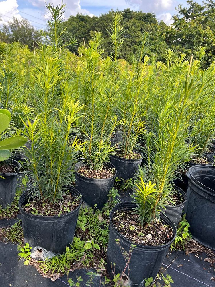 podocarpus-plum-pine