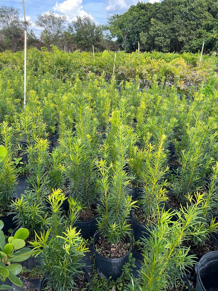 podocarpus-plum-pine