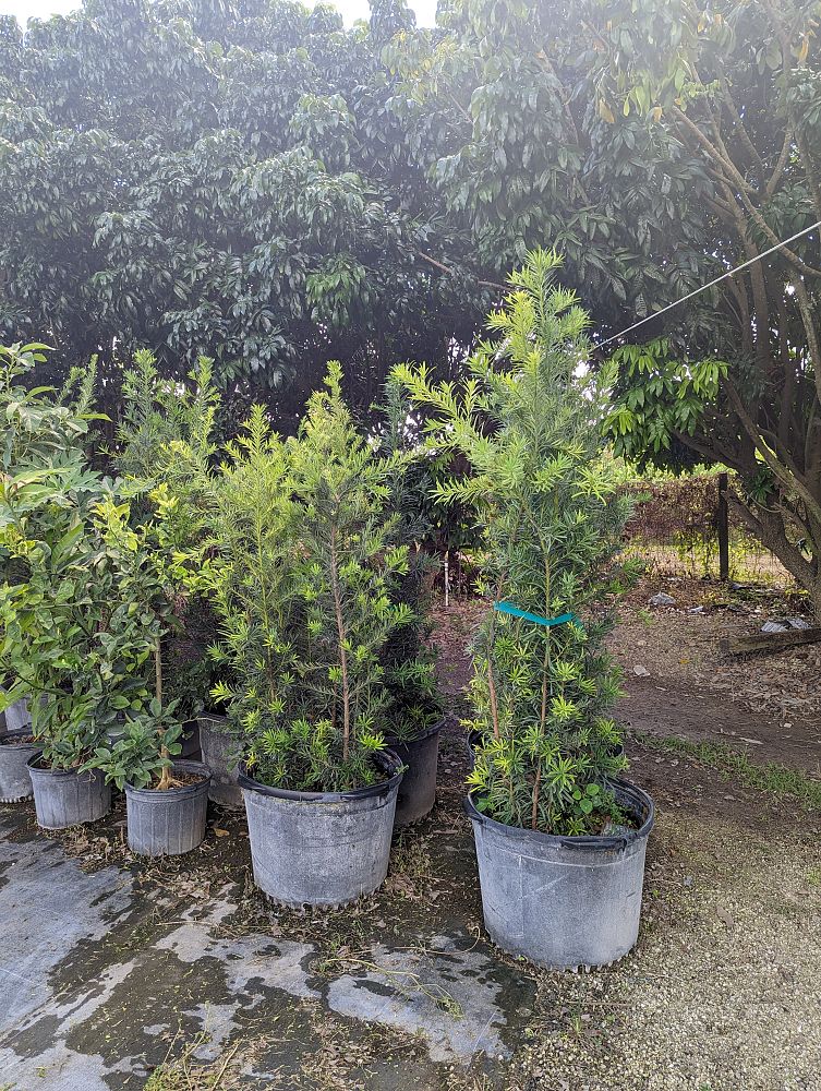 podocarpus-plum-pine