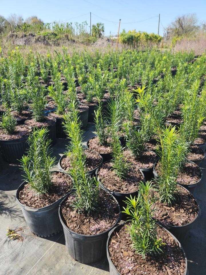 podocarpus-plum-pine