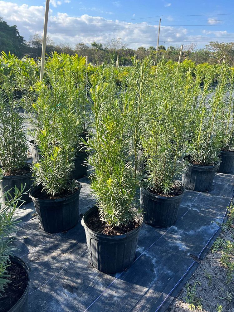 podocarpus-plum-pine