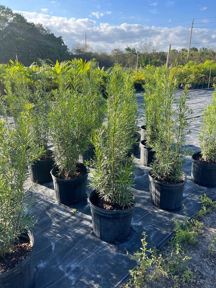 podocarpus-plum-pine
