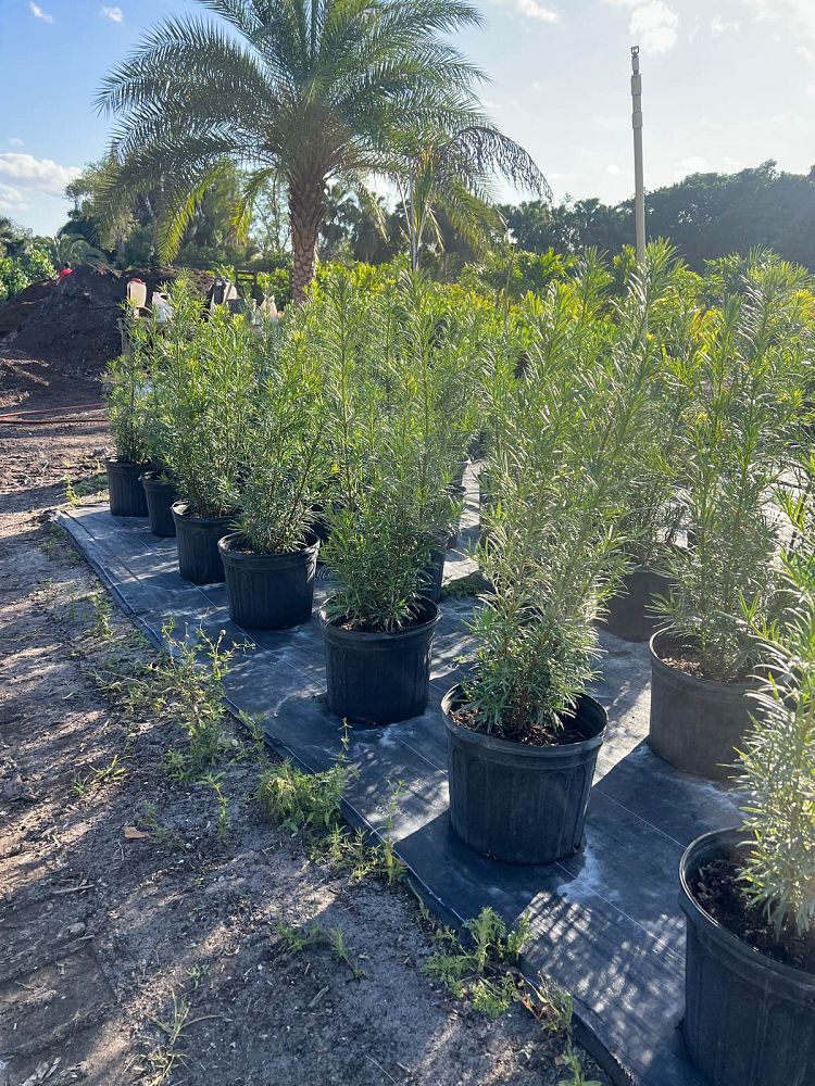 podocarpus-plum-pine