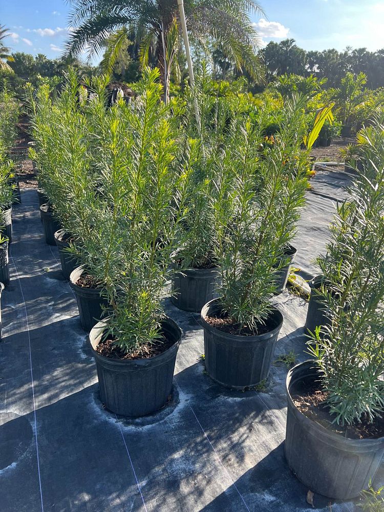 podocarpus-plum-pine