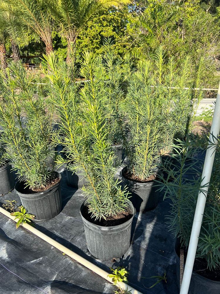 podocarpus-plum-pine