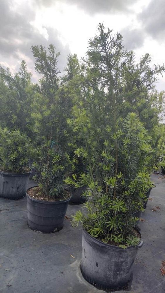podocarpus-plum-pine