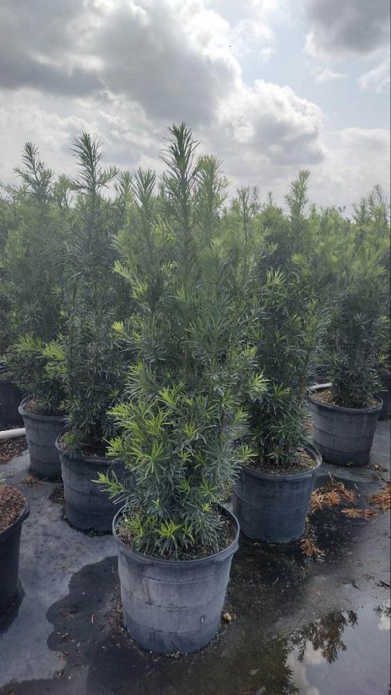 podocarpus-plum-pine