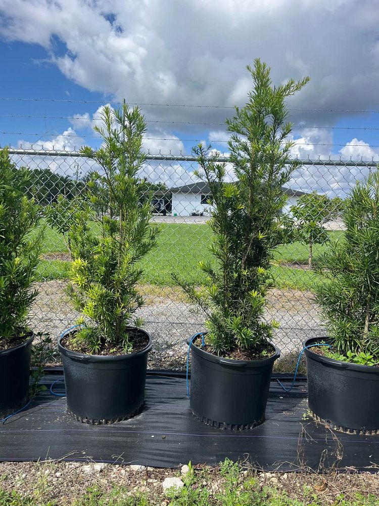 podocarpus-plum-pine